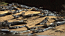 crocodiles.jpg